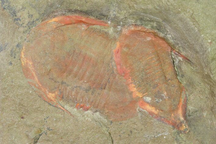 Megistaspis & Asaphellus Trilobites With Pos/Neg - Fezouata Formation #141892